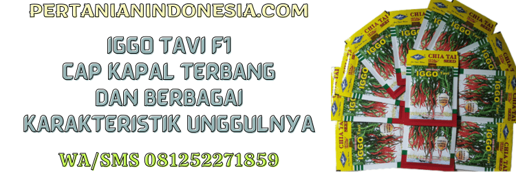iggo tavi,f1,cabe keriting,cmk,cabe merah keriting,chia tai seed,pertanian indonesia
